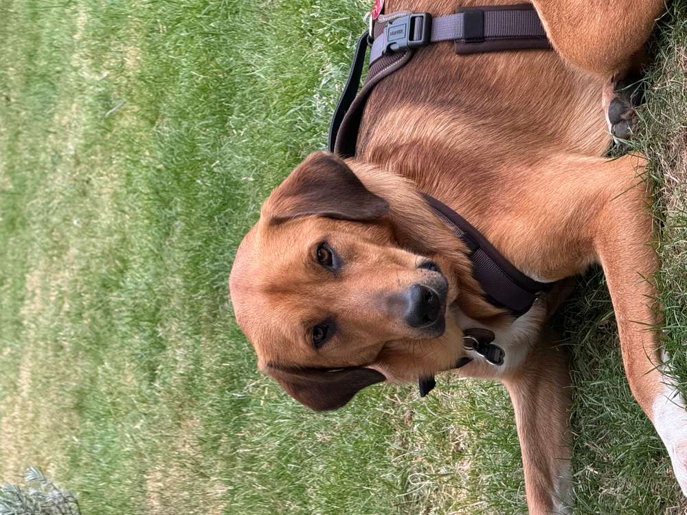 Suchmeldung-Lenny-Profilbild
