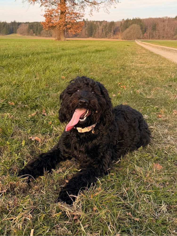 Suchmeldung-Coco-Profilbild