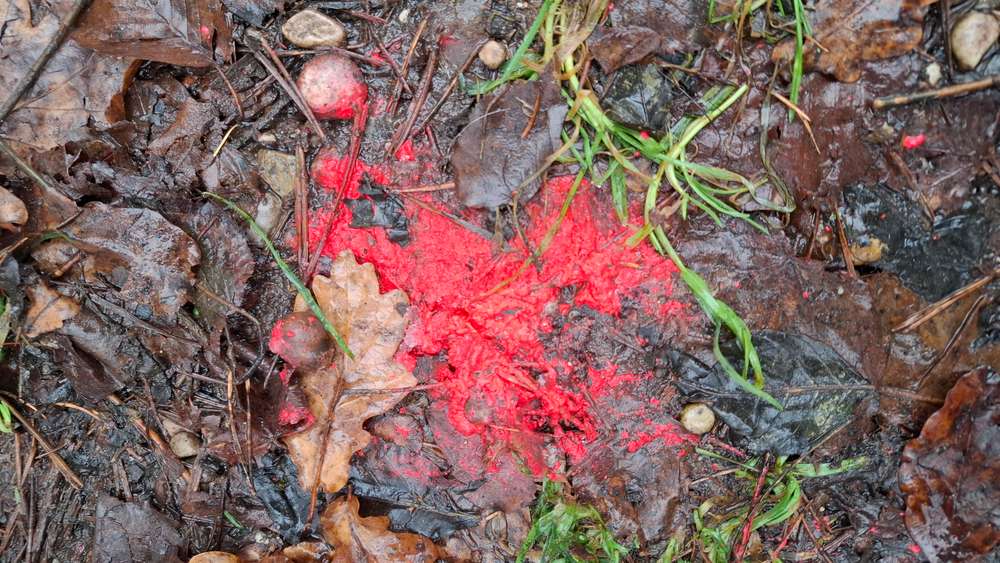 Giftköder-Rosa Pulver-Profilbild