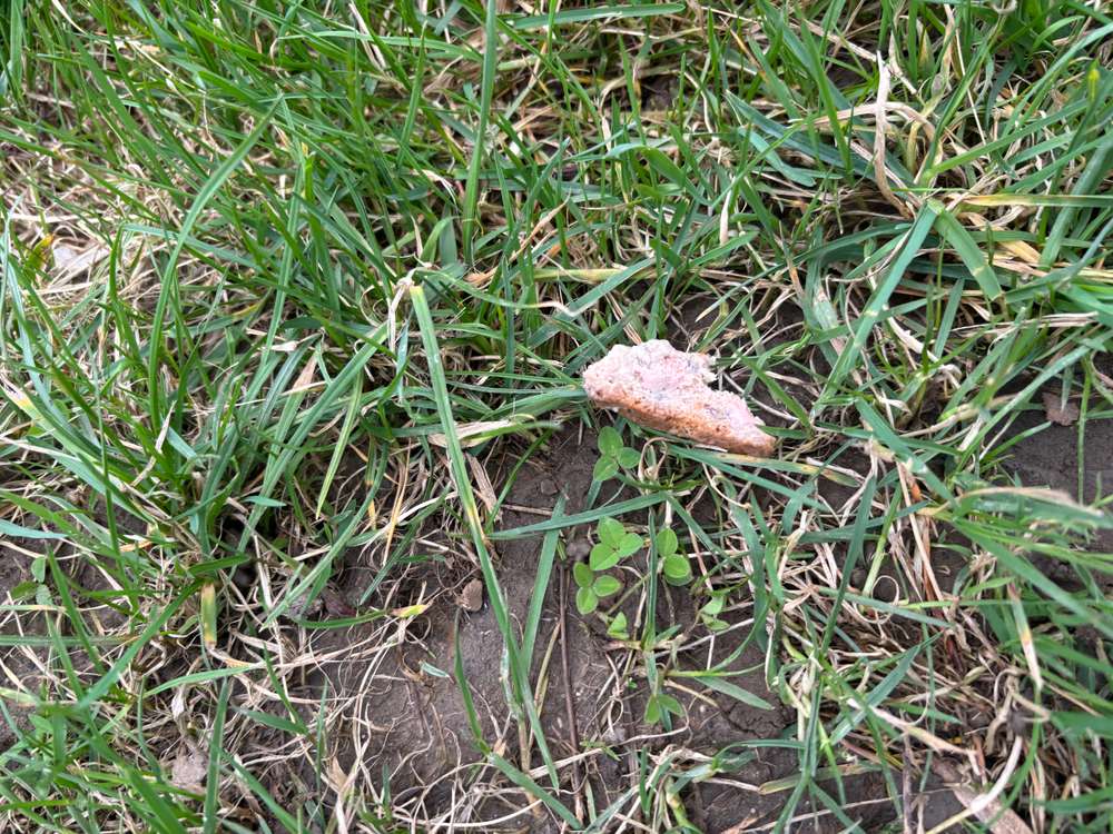 Giftköder-Leberwurstbrot/Evtl. Giftköder-Profilbild