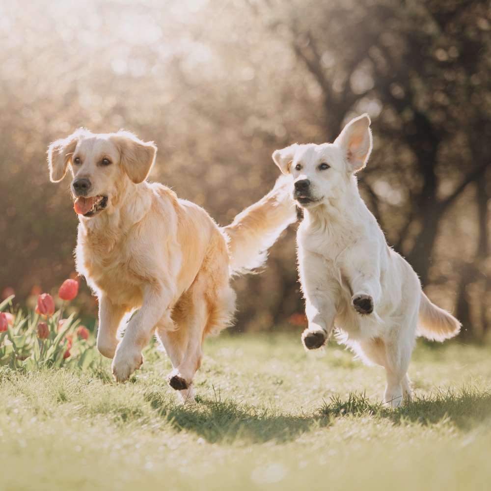 Golden Retriever Banner