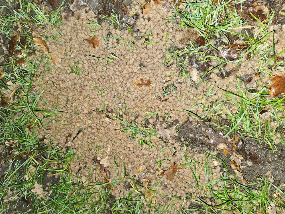 Giftköder-Giftköder -Profilbild