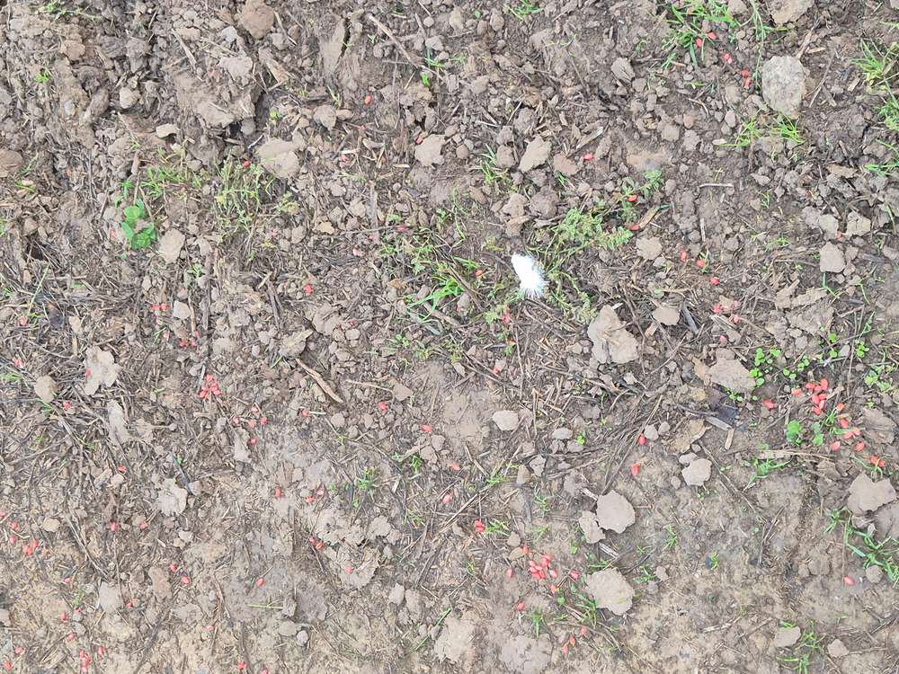 Giftköder-Rote Kügelchen Feld-Profilbild