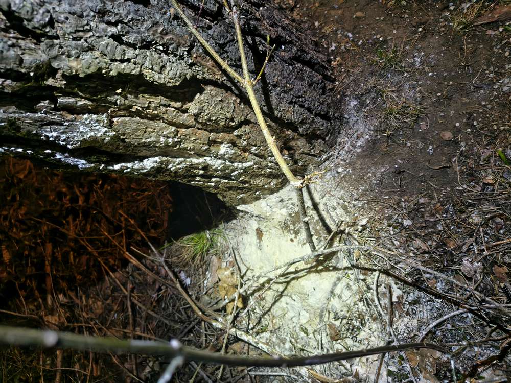 Giftköder-Weißes Pulver-Profilbild