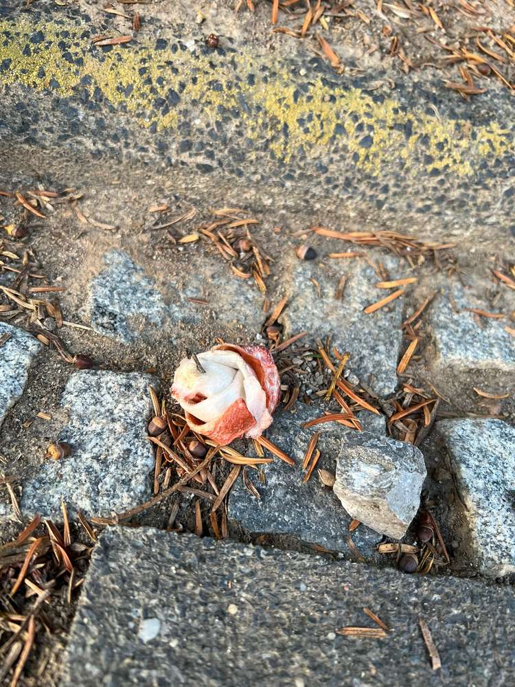 Giftköder-Giftköder-Profilbild