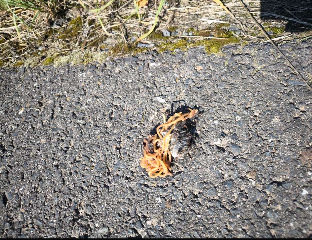 Giftköder-Giftköderwarnung-Profilbild