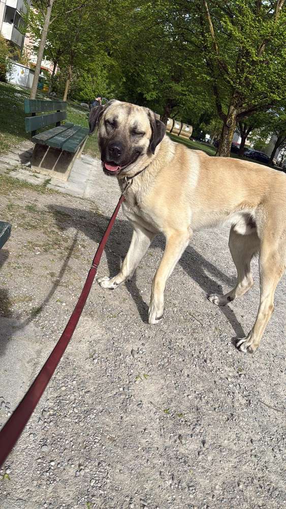 Suchmeldung-Ares-Profilbild