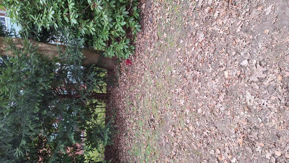 Giftköder-Evtl. Rattengift-Profilbild