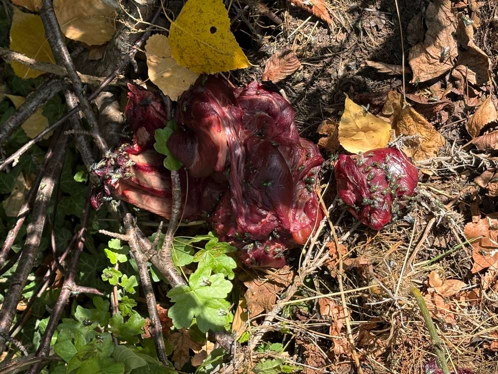 Giftköder-Verdacht auf Giftköder-Profilbild