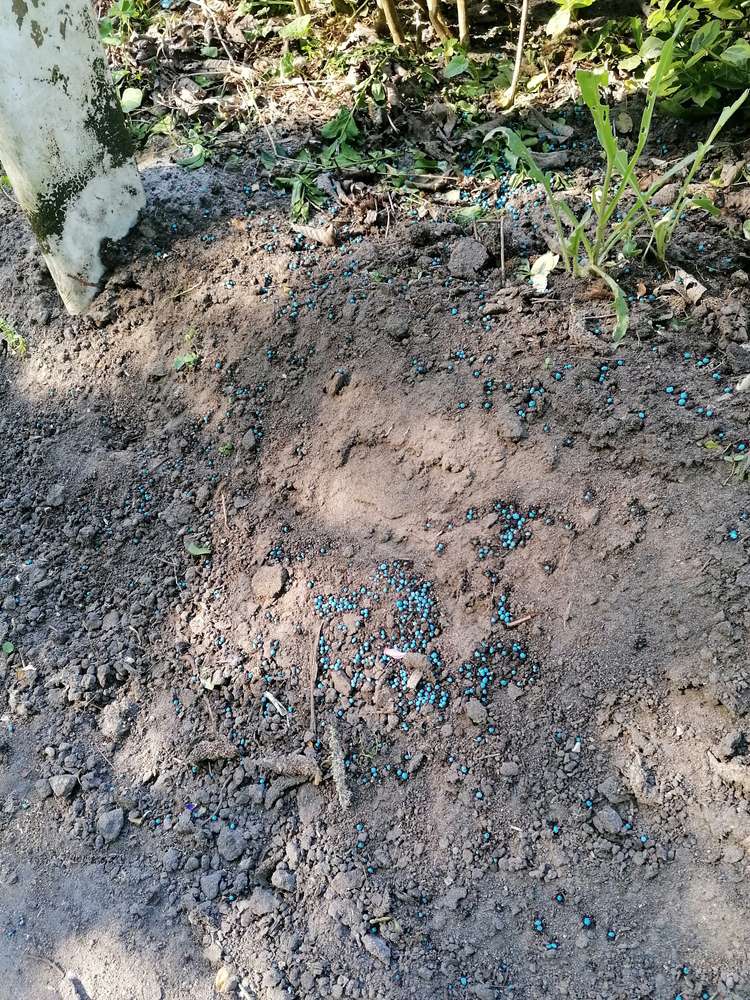 Giftköder-Blaukorn-Profilbild