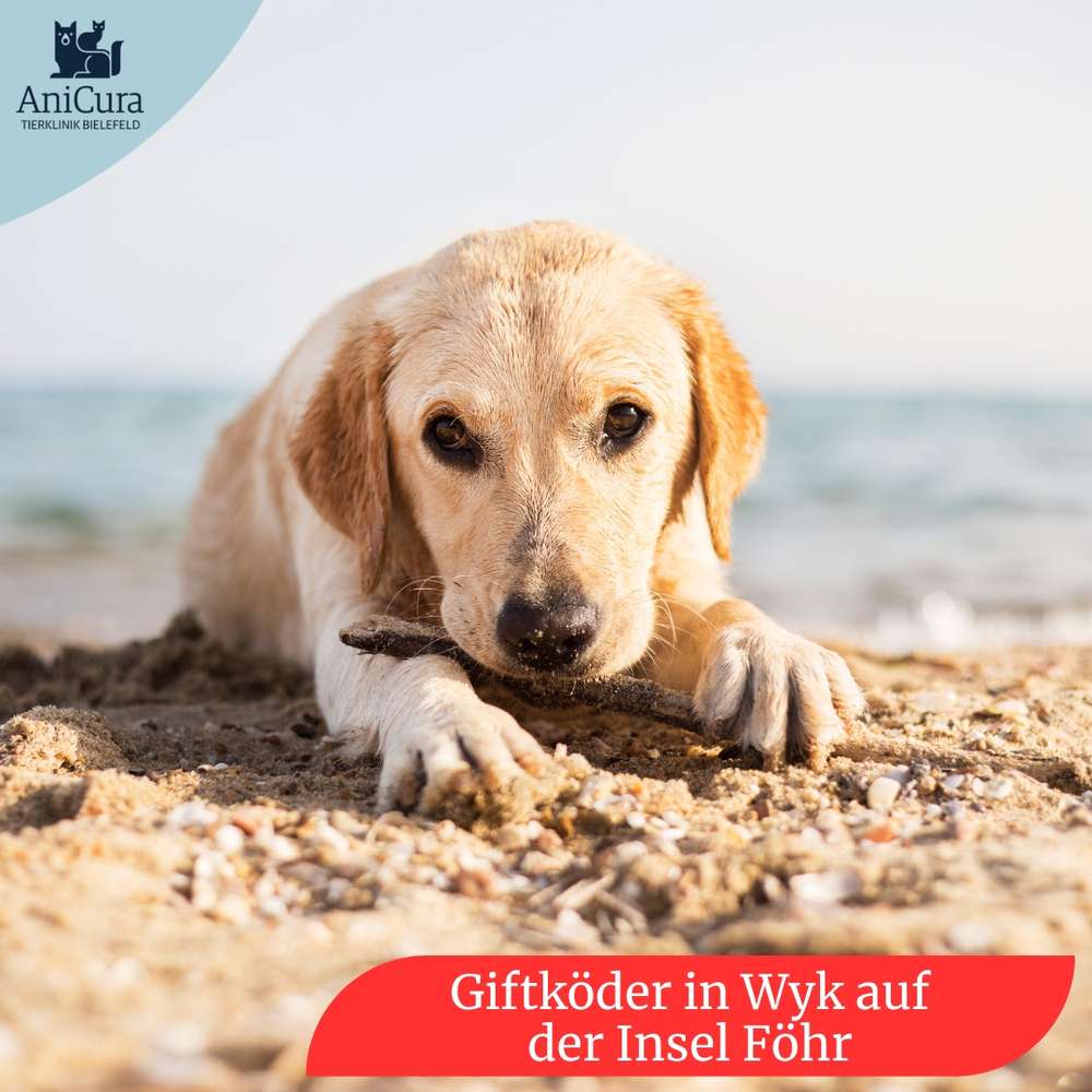 Giftköder-Giftköder-Profilbild