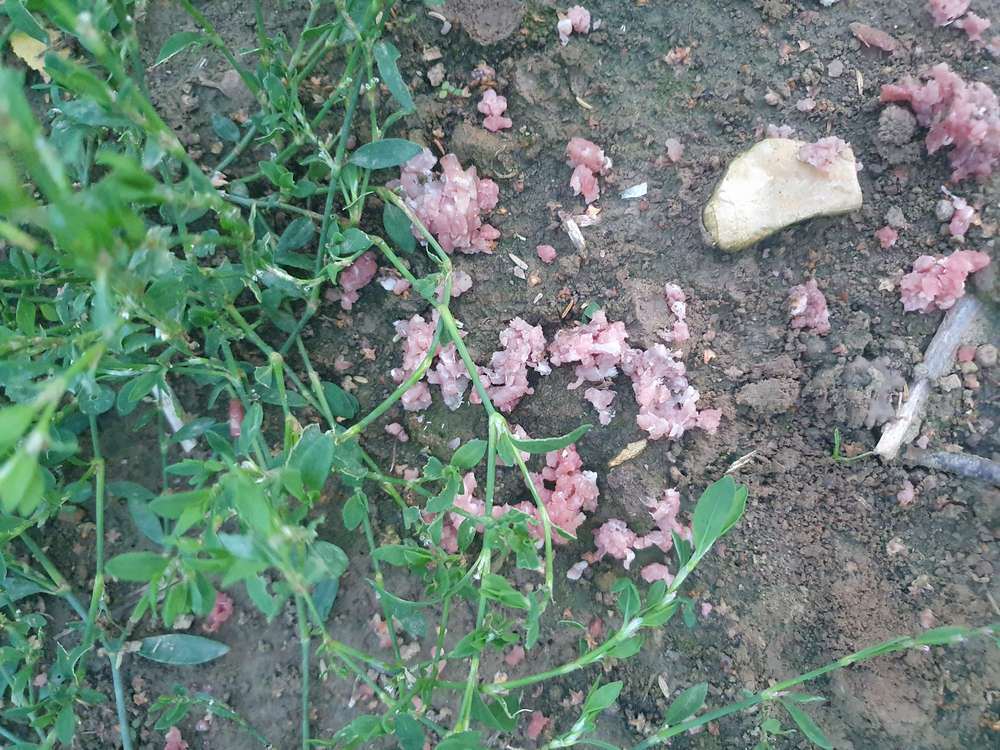 Giftköder-Vermutlich Giftköder-Profilbild