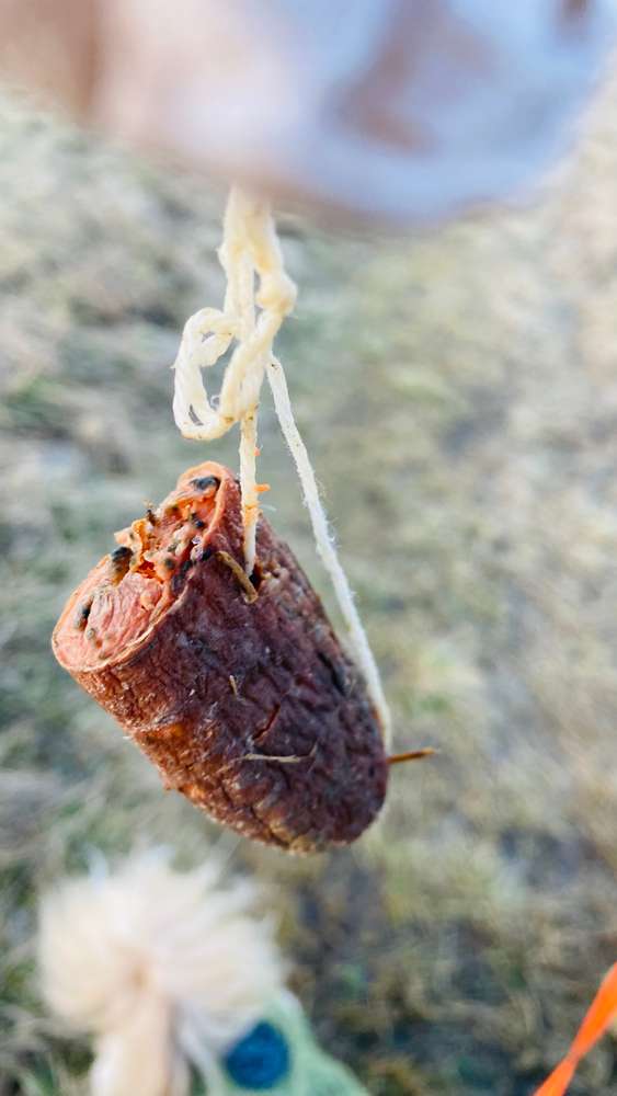 Giftköder-Präparierter Köder-Profilbild