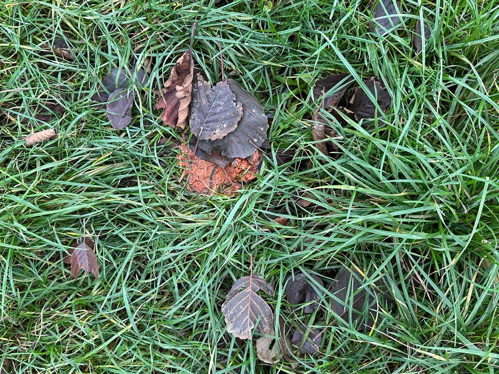 Giftköder-Eventueller Giftköder-Profilbild