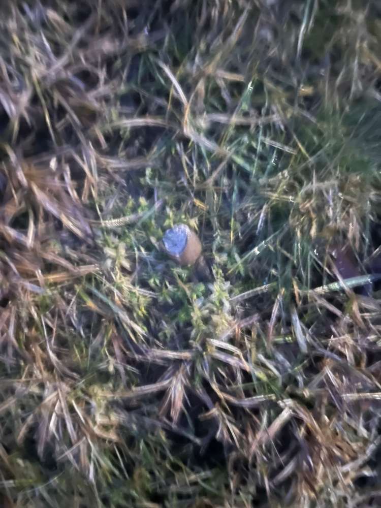 Giftköder-Giftköder -Profilbild