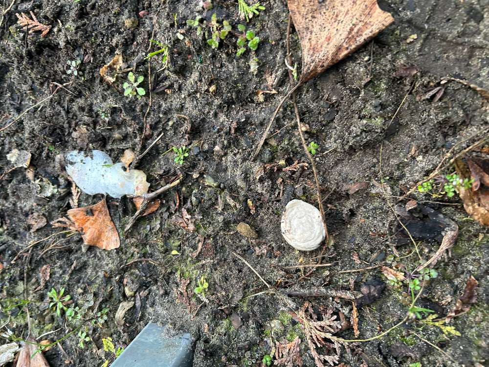 Giftköder-Giftköder (Wurst) -Profilbild