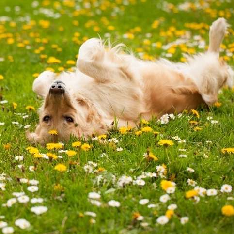 🌸🌼 Dogorama Photo Challenge: Auf der Blumenwiese Banner