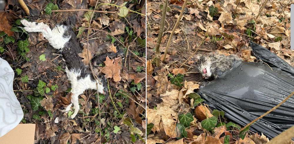 Giftköder-Giftköder / Tote Katzen-Profilbild