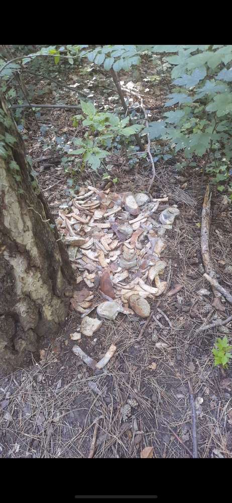 Giftköder-Achtung zum zweiten Mal verschimmeltes, gestapeltes Brot gefunden-Profilbild