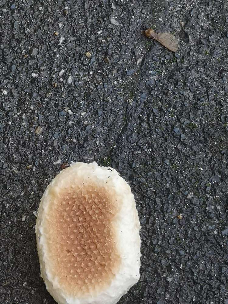 Giftköder-Präparierte Brötchen -Profilbild