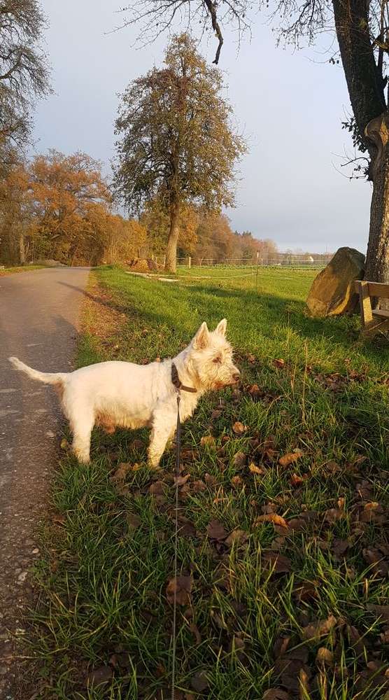 Giftköder-Hund eingeschläfert nach Giftköder-Profilbild