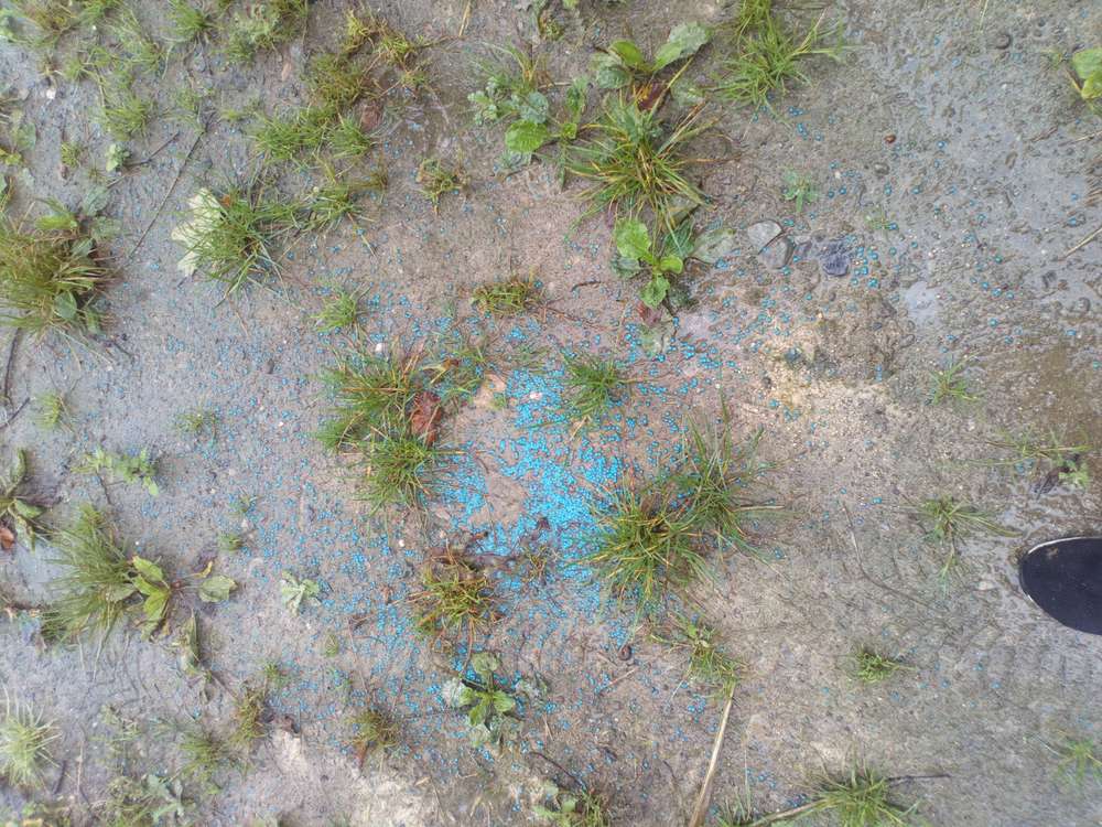 Giftköder-Vermeintlicher Giftköder-Profilbild