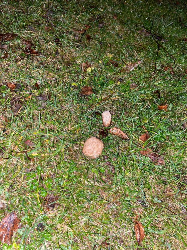 Giftköder-Giftköder-Profilbild