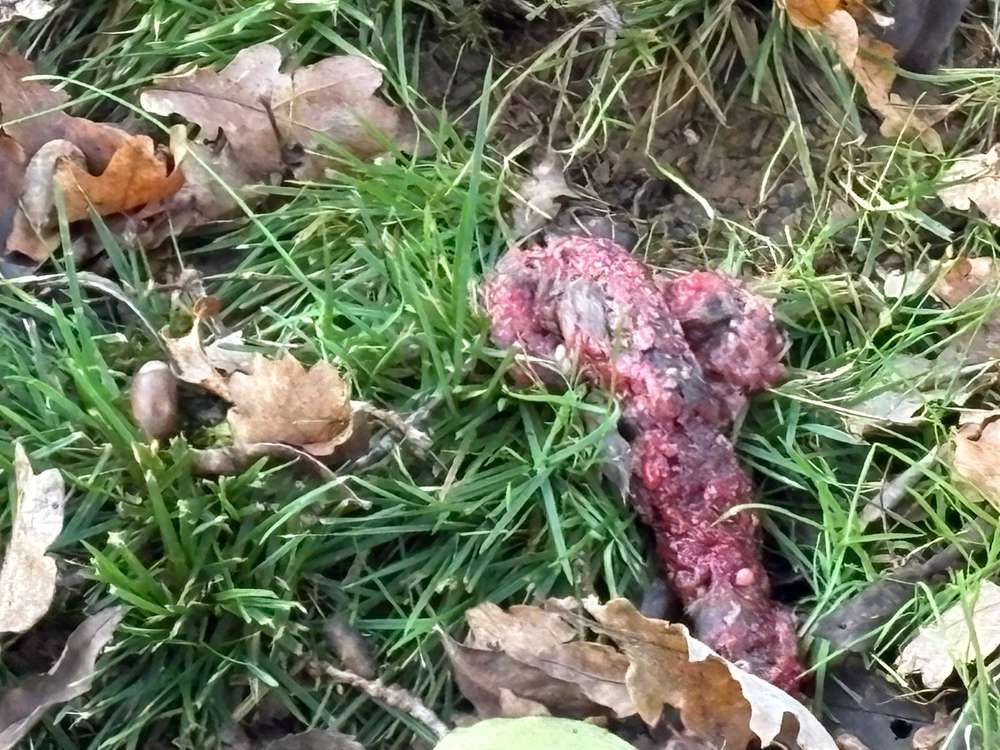 Giftköder-Giftköder Rattengift -Profilbild