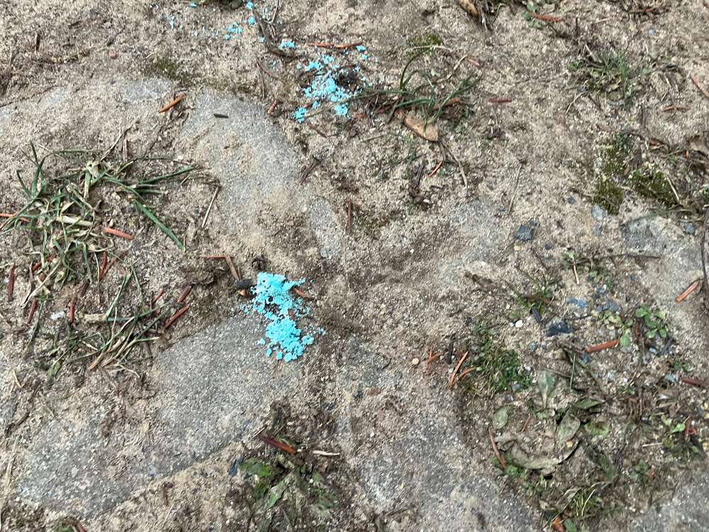 Giftköder-Viele blaue Tabletten auf der Wiese-Profilbild