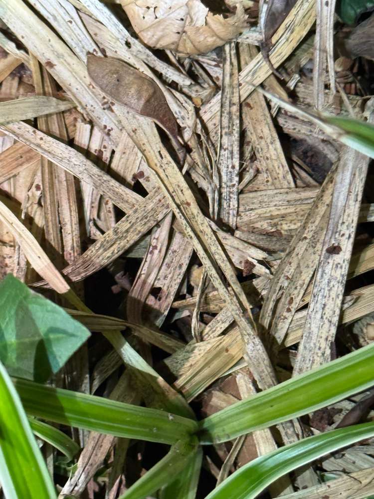 Giftköder-Verdächtiges Verhalten Ausstreuen von Tüteninhalt-Profilbild