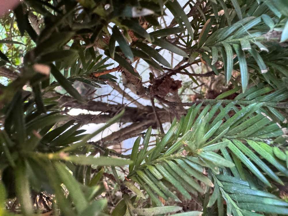 Giftköder-Möglicher Giftköder-Profilbild