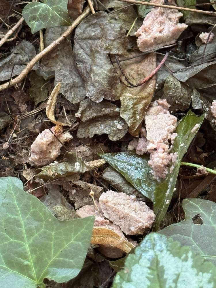 Giftköder-Hundenassfutter unbekannten Ursprungs (möglicher Giftköder) im Beethovenpark.-Profilbild