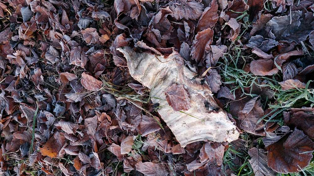 Giftköder-Giftköder Schweinerippe mit weißem Pulver-Profilbild