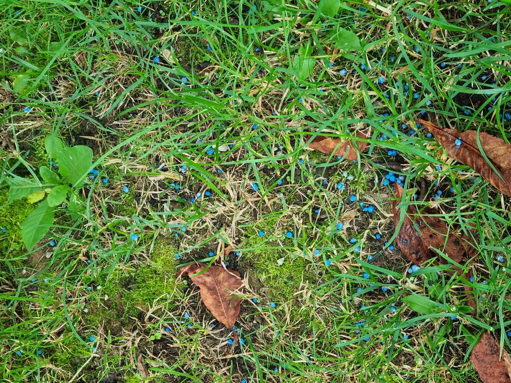 Giftköder-Blaukorn-Profilbild