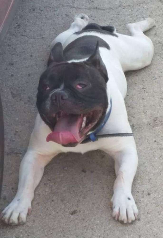 Giftköder-Vergifteter Hund-Profilbild