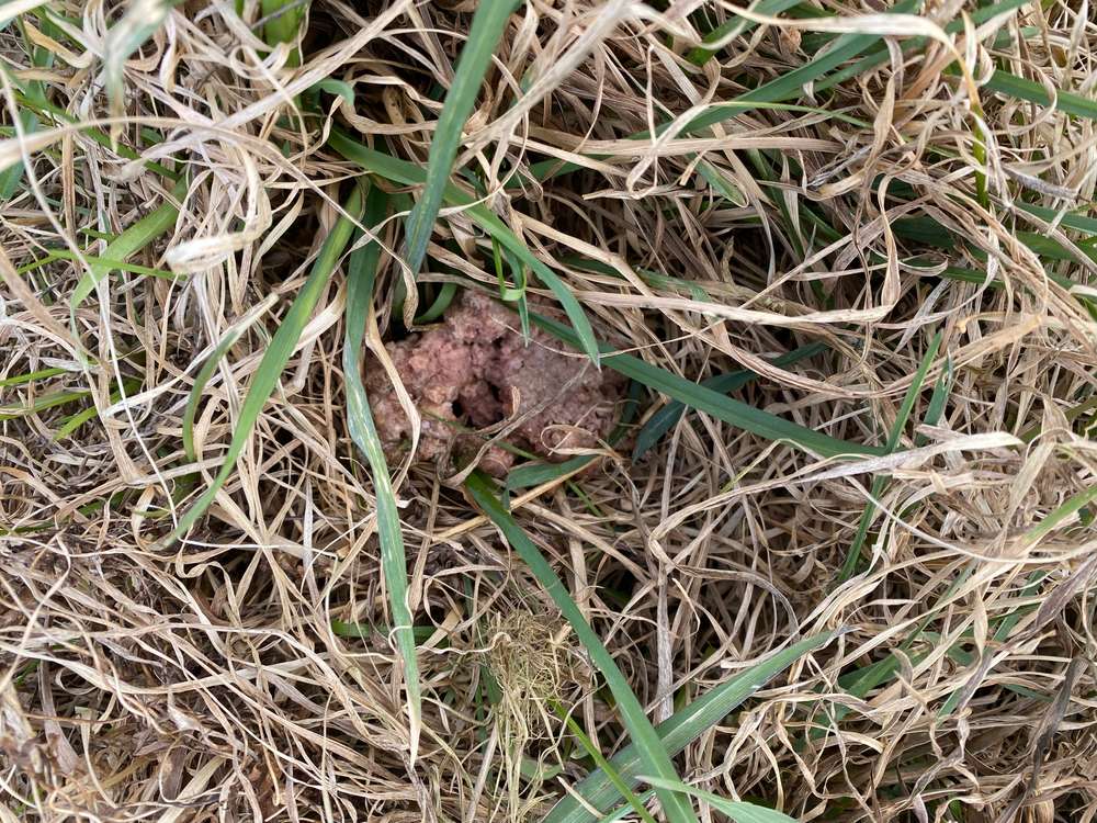 Giftköder-Giftköder?-Profilbild