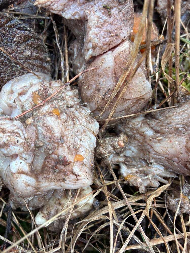 Giftköder-Potenzielle Gefahr-Profilbild