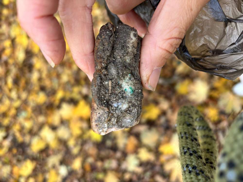 Giftköder-Speckschwarte mit grünem Pulver-Profilbild