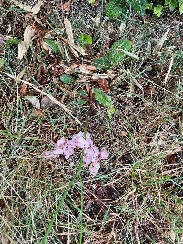 Giftköder-Verdacht auf Giftköder-Profilbild