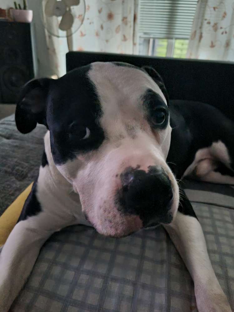 Hundetreffen-Hallo wir zwei suchen einen Spielgefährten, der gerne regelmäßig mit uns spielen gehen möchte.-Profilbild