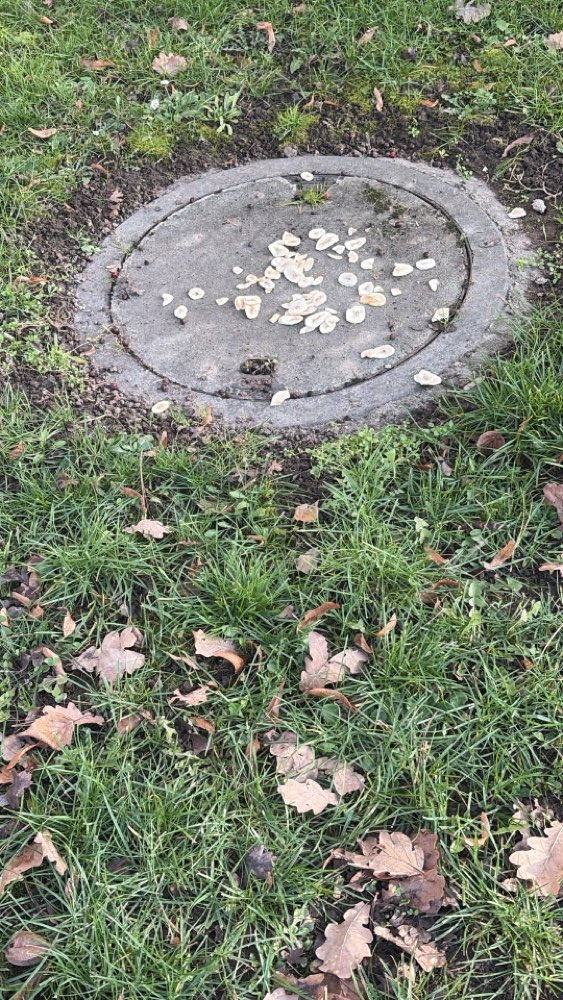 Giftköder-Giftköder-Profilbild