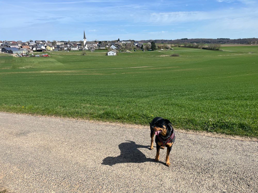 Hundetreffen-Begegnungs Training-Profilbild