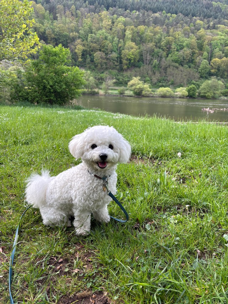 Hundetreffen-Kleine Spielfreund/in gesucht-Profilbild