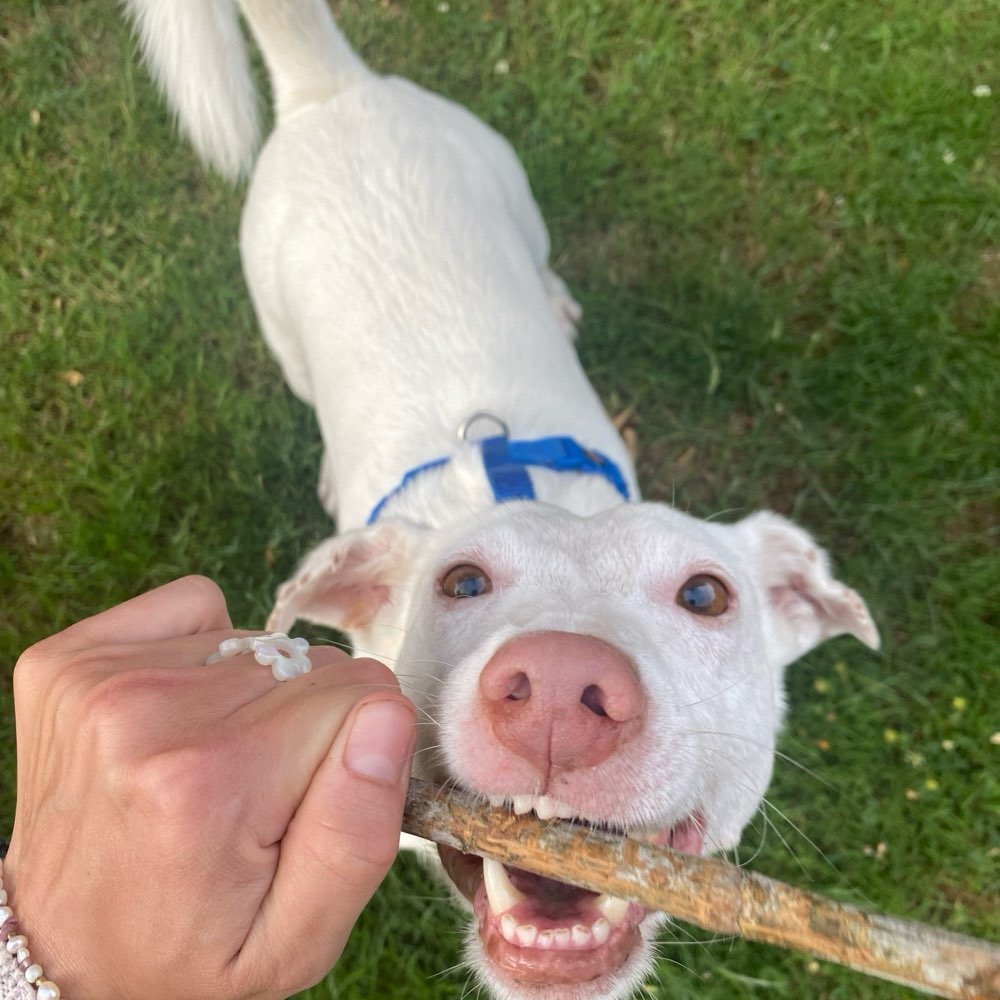 Hundetreffen-Gassirunde und Spielen lernen-Profilbild