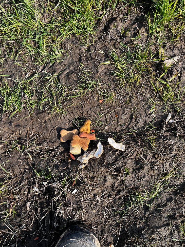 Giftköder-Leckerchen und Erdnussschalen-Profilbild