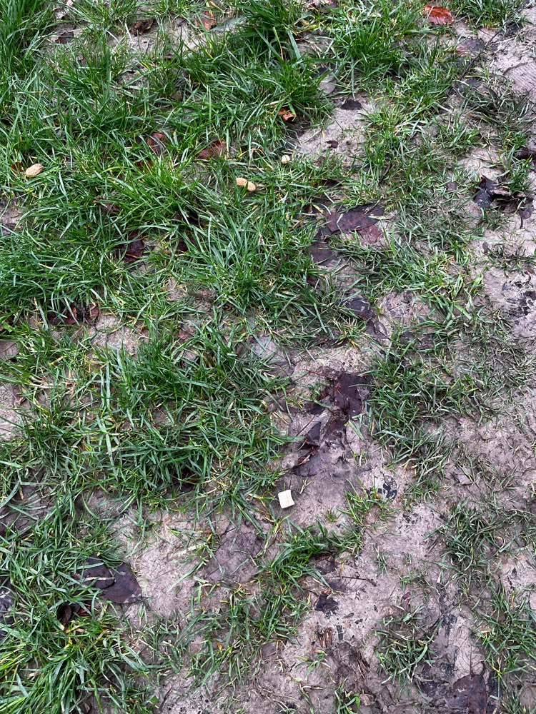 Giftköder-Leckerchen auf dem Weg um das Feld-Profilbild