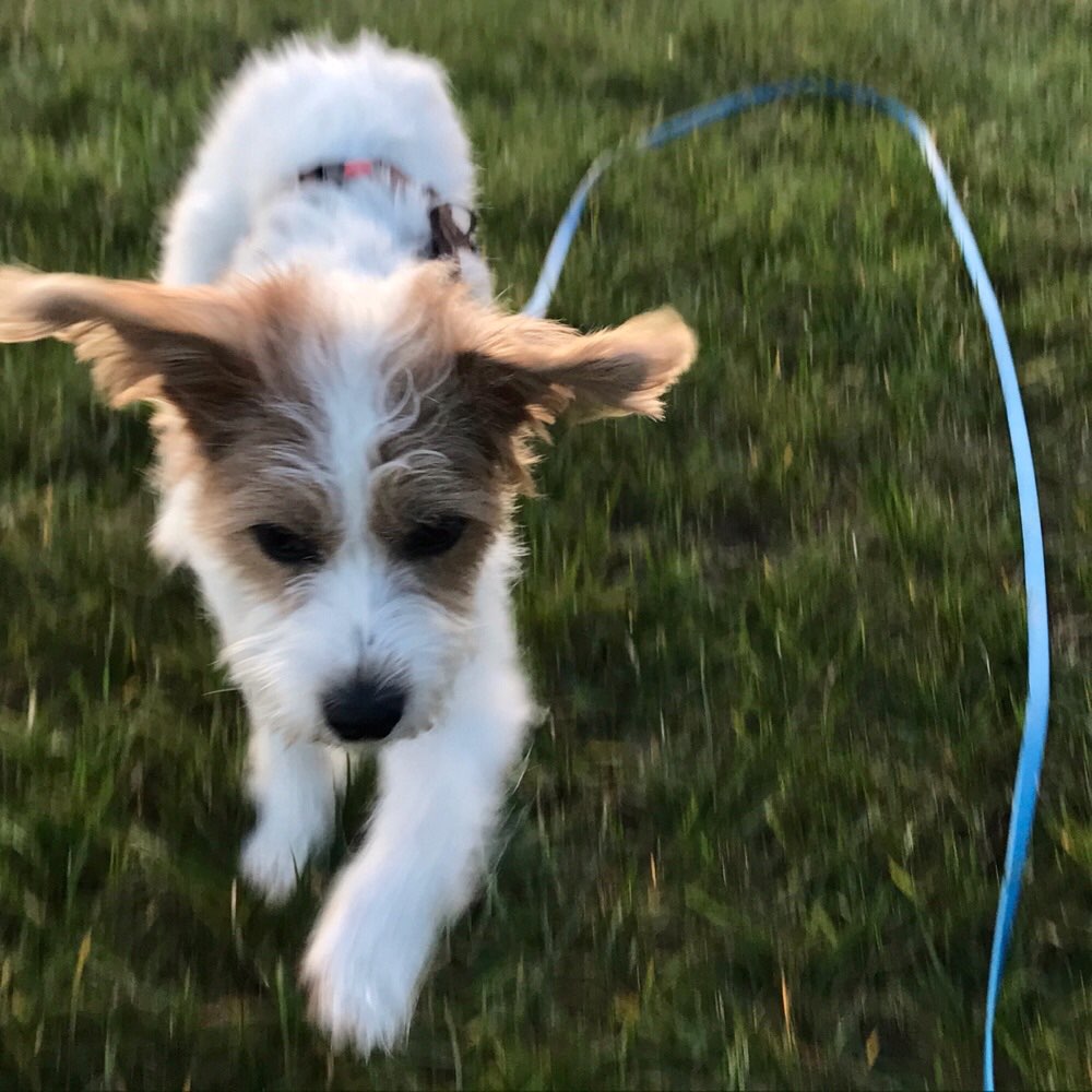 Hundetreffen-Wilma Flitzemaus sucht Kumpel für Wettrennen-Profilbild