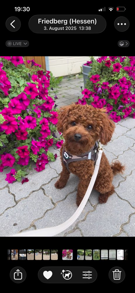 Hundetreffen-Pudel-Profilbild