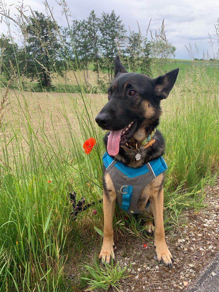 Hundetreffen-Nelly sucht einen spielpartner-Profilbild