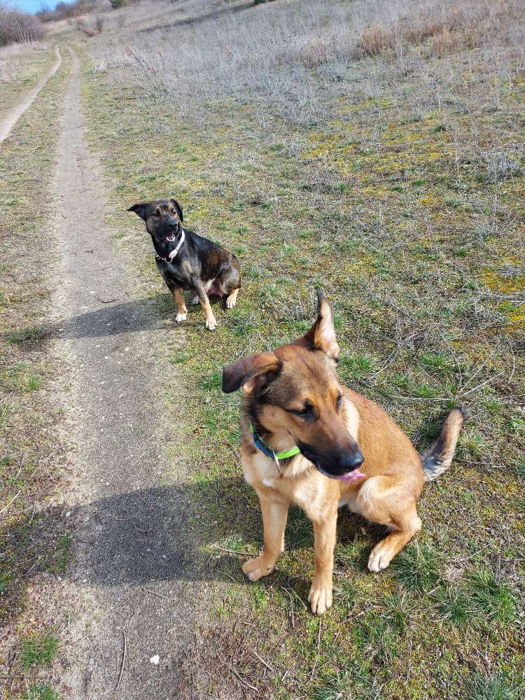 Hundetreffen-Spiel & Gassikameraden gesucht-Profilbild